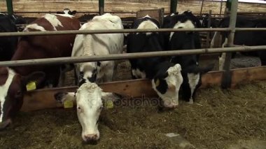 Brno, Çek Cumhuriyeti, 25 Kasım 2016: Silaj bir ahır modern Çek Cumhuriyeti'nde besleme süt inekleri