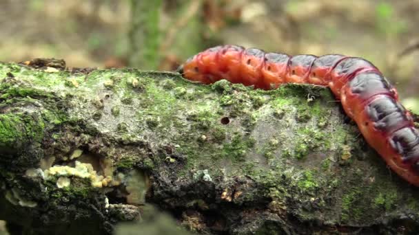 Κατσίκα σκώρος Cossus cossus κάμπια, μεγάλο κόκκινο σκουλήκι, τρώγοντας bast — Αρχείο Βίντεο