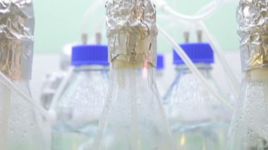 Yosun büyümesini vitro tüp oksijen kabarcıkları, tüp, bilim modern araştırma