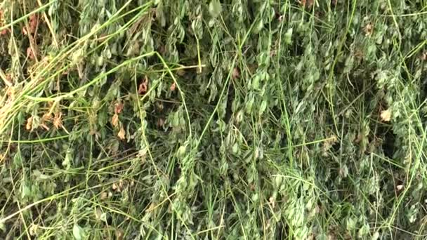 Alfalfa Medicago sativa, это также сушат для сена, используется в сельском хозяйстве в качестве корма, он содержит много белка — стоковое видео