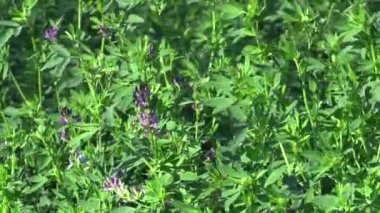 Yonca Medicago sativa tarımda bir yem kullanılan mor çiçekli ayarlanır, bir sürü protein içerir