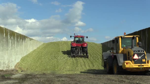 Olomouc, Tjeckien, 4 September 2016: majs ensilage högen i betonggrop, speciella hjul traktor fall 290 magnum komprimering ensilage massa och loader ratten Volvo — Stockvideo