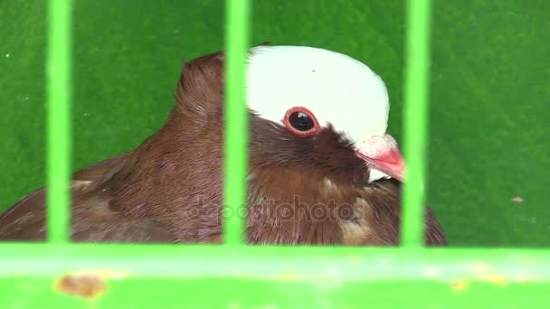 Pigeon moravian magpie cropper on exhibition in the Czech Republic, ornamental breed pigeon — Stock Video