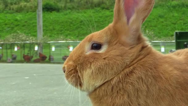 Порода бургундского кролика на выставке в Чехии — стоковое видео