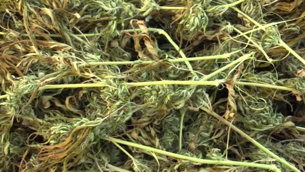 薬用大麻大麻を収穫乾燥種子品質軟膏やクリームを開発した科学者 科学の現代傾向 めしべの柱頭と種子の大きな芽の生産のための箱 — ストック動画