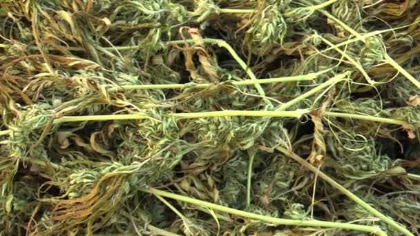 Medicinal Cannabis Hemp Harvested Dried Crate Seeds Quality Production Ointments — Stock Video