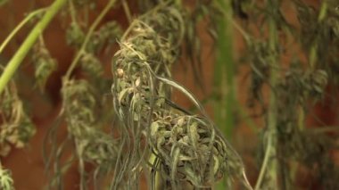 Tıbbi esrar kenevir hasat için merhem ve bilim modern eğilim, bilim adamları tarafından geliştirilen kremleri imalatı ile pistils, big bud tohum tohum kalitesini kurutulmuş tepecik, Avrupa Birliği
