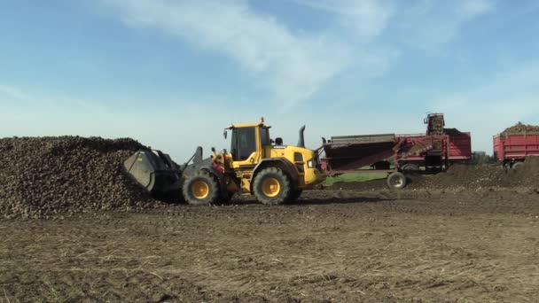 OLOMOUC, RÉPUBLIQUE TCHÈQUE, 20 OCTOBRE 2017 : Récolte de betteraves sucrières fraîches Beta vulgaris sur le terrain, chargement de tubercules coniques mûrs, chargeuse Volvo d'un gros tas, tri et enlèvement à l'entrepôt — Video