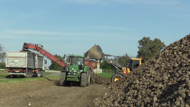 Olomouc, Tsjechië, 20 oktober 2017: oogst verse bieten Beta vulgaris in het veld laden conische knollen rijp, Volvo loader uit een grote stapel plus sorteren en verwijdering naar het magazijn — Stockvideo