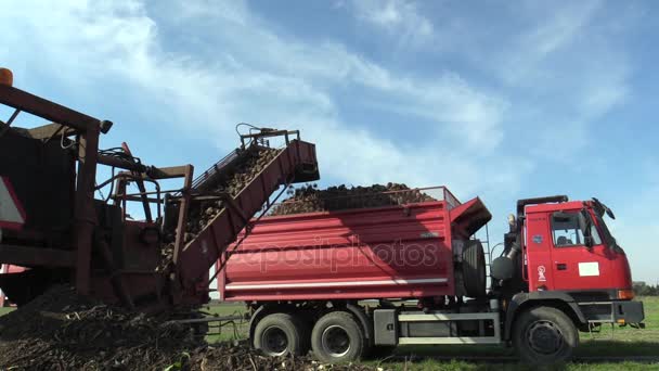 Olomouc, Çek Cumhuriyeti, 20 Ekim 2017: hasat şeker taze pancar Beta vulgaris konik yumrular olgun yükleme alanı, bir büyük kazık artı sıralama ve kaldırma kamyon yükleyici ambarı — Stok video