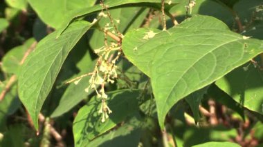 Knotweed Reynoutria ve Fallopia japonica, invaziv ve geniş tür tehlikeli bitki, yaprak ve meyve mavi gökyüzü, arka planda Asya Japonya'dan gelir, biyolojik çeşitlilik diğer bitki ve hayvan azaltır, herbisit ortadan kaldırır 