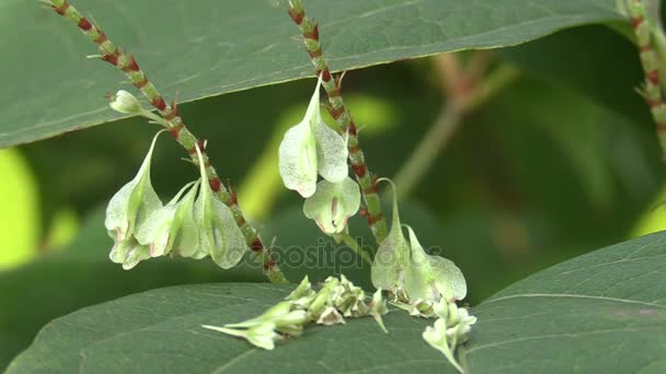 杖杖和 Fallopia 入侵和膨胀的危险植物 树叶和水果的物种 来自亚洲 Biodiversit 消除除草剂 — 图库视频影像