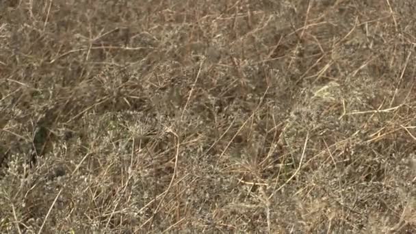 Zralé kmínem Carum carvi rostliny před sklizní v oboru, velmi dobré koření v kuchyni, velmi aromatické vůně, zemědělství, detail — Stock video