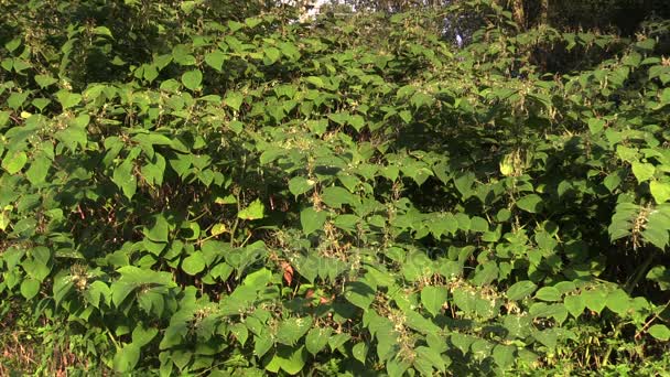 Asclépiade Reynoutria Fallopia Japonica Espèces Envahissantes Expansives Plantes Feuilles Fruits — Video