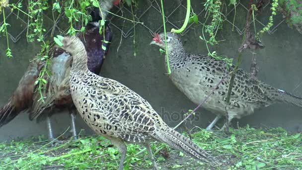 Gabbia per l'allevamento estensivo di fagiani gallo maschio e gallina femmina e altro pollame. Alimentazione regolare con erba fresca, cereali. Allevamento per la conservazione della caccia genofona — Video Stock