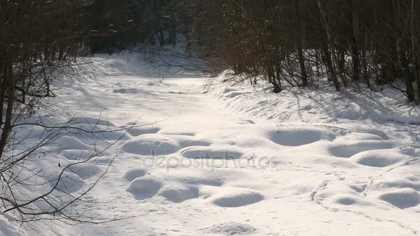 Frozen mountain river Becva covered with a lot of snow in the Beskydy Mountains, crevices in ice very beautiful and in the vicinity of bushes and trees — Stock Video