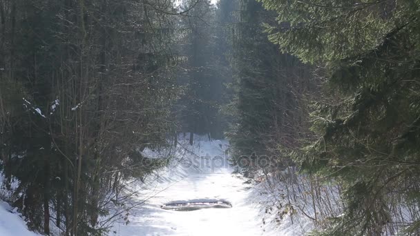 Frozen mountain river Knehyne covered with a lot of snow in the Beskydy Mountains, crevices crack in ice very beautiful and in the vicinity of bushes and trees — Stock Video