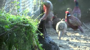 Kapsamlı destek gallopavo Türkiye'de diğer kümes hayvanları yetiştiriciliği için kafes. Taze ot, Hububat ve granülleri ile besleme düzenli. Koruma genofond ve aynı zamanda kısmen ıslah et için