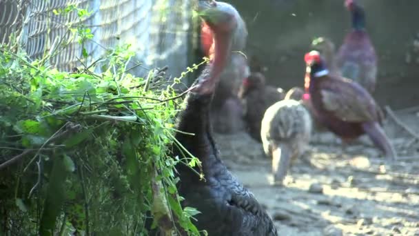 Κλουβί για εκτεταμένη της Τουρκίας Μελεαγρίς gallopavo άλλα πουλερικά αναπαραγωγής. Τακτική που τρέφονται με φρέσκο γρασίδι, σπόροι και κόκκοι. Αναπαραγωγής για τη διατήρηση του το genofond και επίσης εν μέρει για το κρέας — Αρχείο Βίντεο