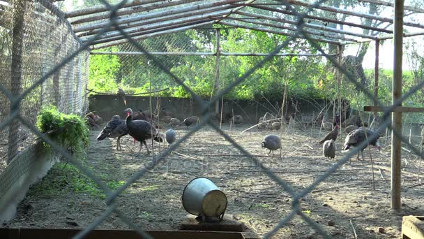 Cage pour l'élevage extensif de dindes Meleagris, faisans, pintade casquée Numida et autres volailles. Elevage pour la conservation du génofond et en partie pour la chasse à la viande et la vente — Video