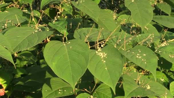 Knotweed Reynoutria och Fallopia japonica, invasiva och expansiva arter av farliga växter, blad och frukter i bakgrunden, kommer från Asien, minskar biodiversit, eliminerar herbicider — Stockvideo