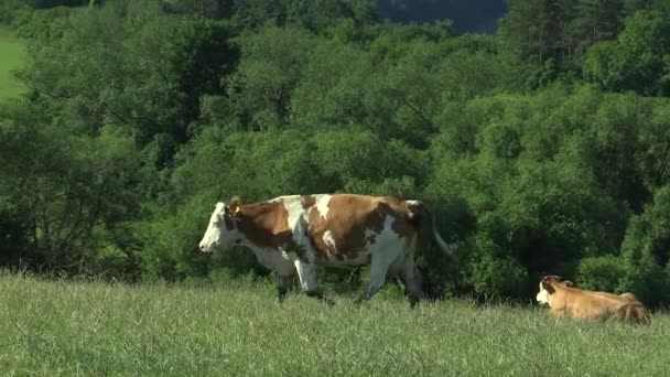 Paisagem com rebanho de vacas no prado, laticínios excelente, a reserva da biosfera da UNESCO Bile Karpaty montanhas White Carpathians pastagens — Vídeo de Stock