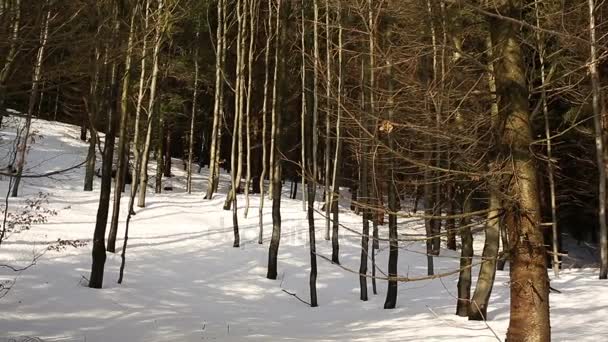 Floresta montanha floresta de inverno de uma floresta de faia jovem de Fagus sylvatica, neve coberta com uma grande camada, ecossistema de alta qualidade e biótopo — Vídeo de Stock