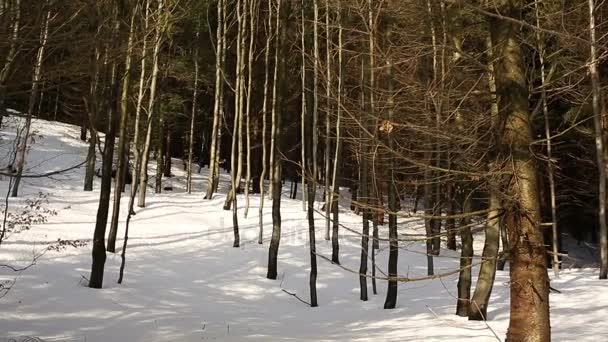 Las góry Zima Las z młodych bukowego lasu Fagus sylvatica, śnieg pokryte wysokiej jakości ekosystemu, duże warstwy i biotopu — Wideo stockowe