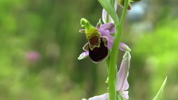Vilda Bee Orchid Ophrys apifera, utrotningshotade arter, Unesco Biosfärreservation galla Karpaty vit Karpaterna, detalj — Stockvideo