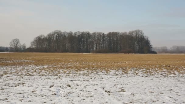 Weide en wetland uiterwaarden bos bedekt met sneeuw in de winter landschap van Poodří, beschermd natuurgebied, zeer mooi, wereldwijd wetland grondgebied — Stockvideo