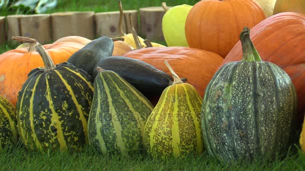 Marknad med färska pumpkins kalebasser och zucchini, hög kvalitet naturliga grönsaker, utmärkta sorter, hälsosam kost för vitalitet — Stockvideo