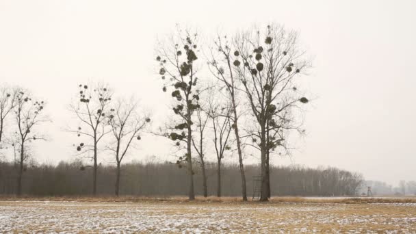 Louka a mokřadní lužní les pokryté sněhem v zimě, krajina Poodří, chráněná krajinná oblast, osamělý topol jmelí stromy, rozhledna na lovu — Stock video