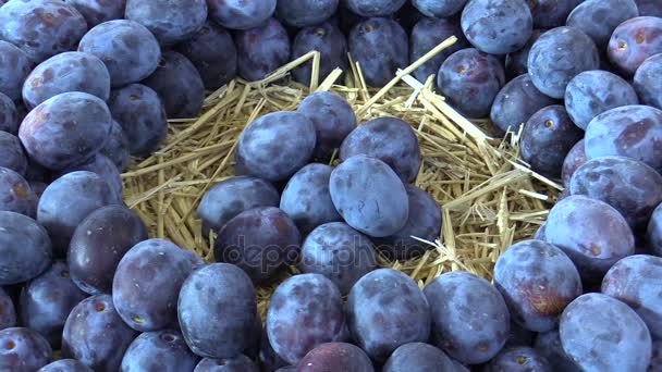 Owoce śliwy Prunus wiele, bardzo odporne na drzewo, chrupiące bardzo soczysty smak i naturalny kwasowości, odporna na wirusa ospy sharka śliwka, dużo uprzywilejowanych w Europie — Wideo stockowe