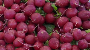 Taze turp Raphanus raphanistrum şehir pazar yerinde, yenilebilir kök sebze, çok sağlıklı birçok vitamin ve mineraller, doğal olarak acı tat,