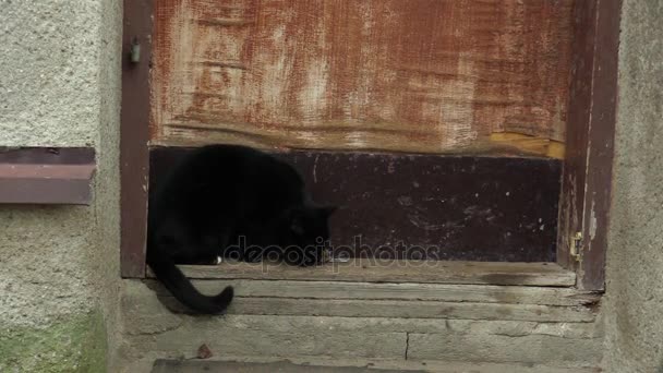 Felis キャッチ素晴らしいシジュウカラ四十雀 遊んで美しいホーム黒猫が素敵な黒い目 におい 国チェコ共和国 ヨーロッパ 欧州連合 — ストック動画