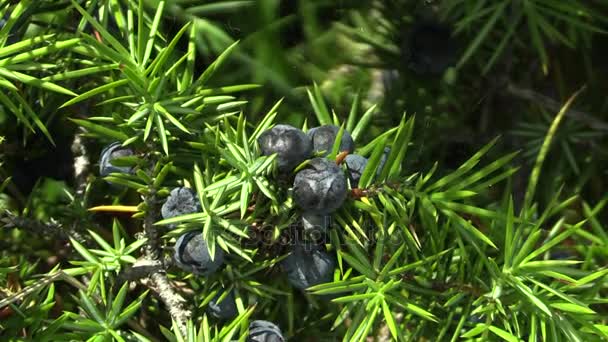 Wysokiej Jakości Naturalne Dojrzałe Jagody Fioletowy Juniperus Communis Jałowca Produkcji — Wideo stockowe