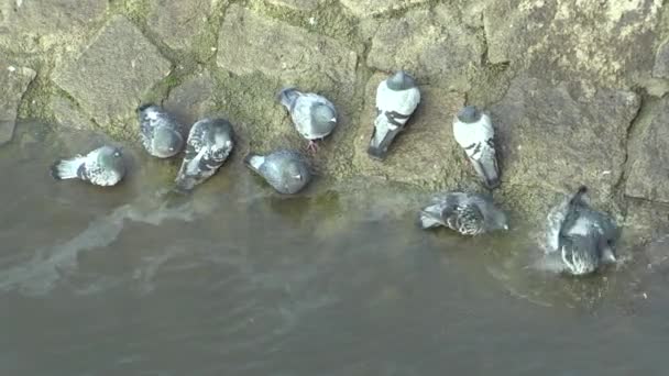 더러운 강둑에 비둘기 비둘기 리비아 부채의 기생충 공화국 연합의 전송에서 — 비디오