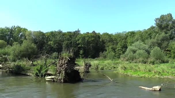 内陆河流三角洲河流在洪泛区森林和低地 保护景观面积 Litovelske Pomoravi 世界范围内湿地的拉姆萨尔公约 一个主要鸟类地区保护的欧洲联盟 — 图库视频影像