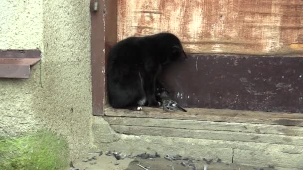 Nero bellissimo gatto domestico Felis catturato un grande uccello tetta Parus major, giocando con la preda, ha bei occhi neri, villaggio, odore e caccia, paese — Video Stock