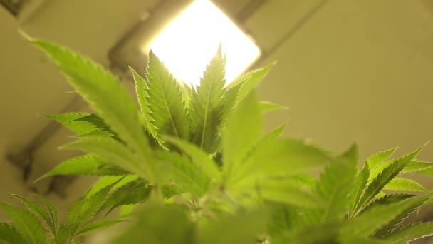 Science de la recherche cannabis médical à des fins médicinales, feuilles de détail de chanvre de marijuana, fleurs de culture de laboratoire technologie biologique stérile, lumière directe — Video