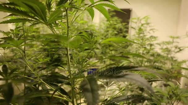 Forskning vetenskap medicinsk cannabis hampa för medicinska ändamål, marijuana, re fokus detalj, odling laboratorieteknik för tillväxt-blommor som steril bio — Stockvideo