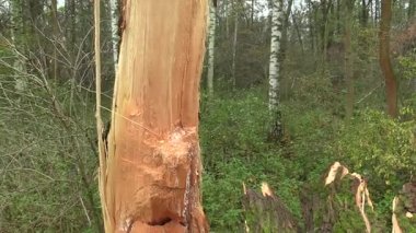Beyaz söğüt Salix alba tarafından ahşap yok eden böcekler, ağaç gövdesi çok saldırıya ağaç larva tarafından saldırıya, ağaç yaralanma, beyaz saten güve tehlikesi ırmağa düştü