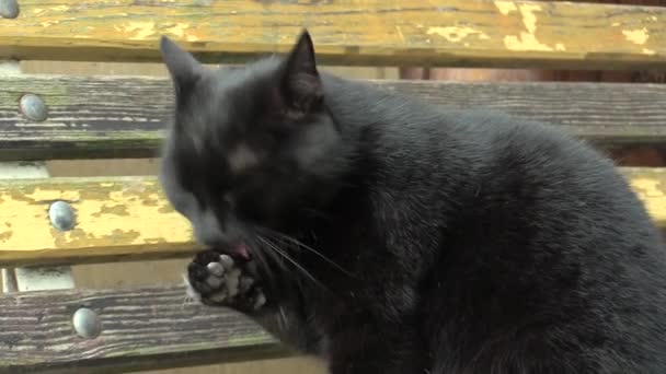 Black cat Felis beautiful after licking licks paw, cleansing and hygiene, cat has nice eyes, domestic Czech — Stock Video