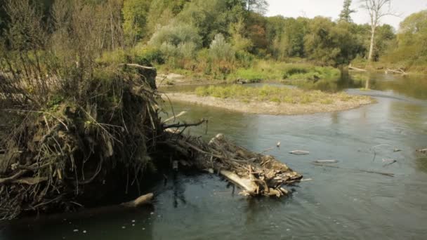 Fiume interno Delta del fiume nella foresta pianura alluvionale, Litovelske Pomoravi, colori autunnali, alberi caduti — Video Stock