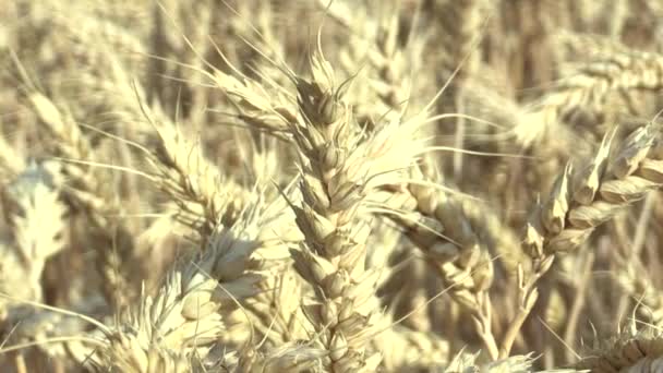 Bellissimo paesaggio di campagna di Hana, campi con orzo Hordeum vulgare orecchio bio oro, nuvole e cielo blu — Video Stock