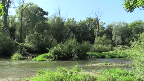 Inland River Delta River i den Floodplain skog, Lowlands, Litovelske Pomoravi — Stockvideo