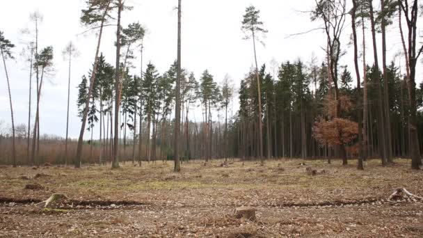 Fichtenwälder vom Borkenkäferschädling ips typographus befallen und befallen, Kahlschlag durch Borkenkäfer aufgrund der globalen Erwärmung und der menschlichen Zivilisation, Europa — Stockvideo