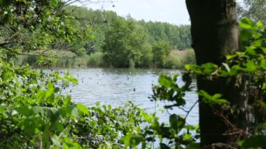 İç nehir delta nehir ve göl taşkın yatağının ormanda ve lowlands, Litovelske Pomoravi, bir sürü martı su korunan peyzaj alanı