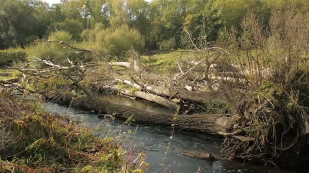 Río Delta Fluvial En el bosque de llanura inundable, Litovelske Pomoravi, colores otoñales, árboles caídos — Vídeos de Stock