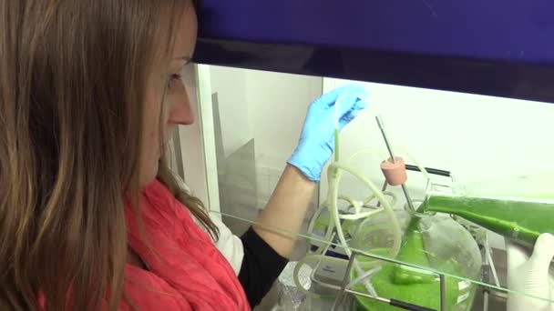 TREBON, CZECH REPUBLIC, NOVEMBER 2, 2015: Science research algae scientist woman, chlorella production, food supplement, biotechnology the water is green bottle and spilling — Stock Video